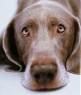 Name:  sad_puppy_dog_face.jpg
Views: 87
Size:  20.2 KB